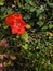 High angle shot of a bright red evergreen rose in a garden