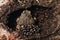 High angle shot of a brown frog laying eggs in a hole in the muddy ground