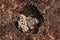 High angle shot of a brown frog laying eggs in a hole in the muddy ground