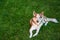 High angle shot of a brown saarloos wolfdog lying on the ground covered in the grass at daytime