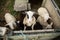 High angle shot of brown and white sheep inside a wooden cage in a farm