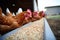 high angle shot of chickens pecking at grains