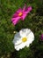 High angle shot of a colorful Common Cosmos flowers on a green garden background