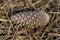 High angle shot of a cone laid in a ground of pine tree needles