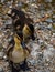 High angle shot of a couple of ducks outdoors during the day