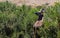 High angle shot of a curious kudu looking back in a green area