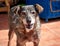 High angle shot of a cute blue heeler mixed dog during daylight