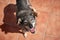 High angle shot of a cute blue heeler mixed dog during daylight