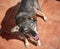 High angle shot of a cute blue heeler mixed dog during daylight