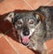 High angle shot of a cute blue heeler mixed dog during daylight