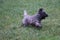 High angle shot of a cute Cairn Terrier dog running in the grass