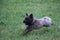 High angle shot of a cute Cairn Terrier dog running in the grass