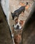 High angle shot of cute domestic dogs outdoor