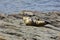 High angle shot of a cute sea lion lying on the rocks on the body of the sea