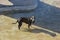 High angle shot of a dark brown Old English Bulldog with a muzzle