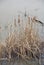 High angle shot of dried Cattails in a pond during winter in Missouri