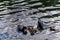 High angle shot of a family of ducks swimming in the lake during daytime