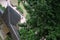 High angle shot of the famous medieval castle of The Chateau of Haut-Kenigsbourg, France