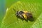 High angle shot of a female Andrena ventralis bee on a green leaf