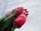 High angle shot of a female palm holding three fresh pink tulips above the snow ground in winter