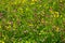 High angle shot of a field of small yellow Creeping Buttercup and purple Clover flowers