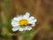 High angle shot of flies copulating on a white daisy flower