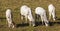 High angle shot of four goats grazing in the pasture