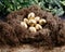 High angle shot of golden eggs in the nest - great for background