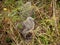 High angle shot of gull chicks on a messy overgrown grass