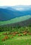 High angle shot of a herd of deer grazing on the pasture in the mountains