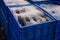 High angle shot of iced fish in containers in the market