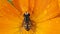 High angle shot of an insect landed on an orange flower