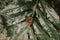 High angle shot of a Julida on green leaves with waterdroplets on top