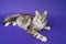 High angle shot of Maine Coon Cat black silver classic tabby white color lying down blue background