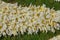High angle shot of many beautiful California fawn lilies put on together on a grass