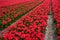 High angle shot of millions of beautiful pink tulips captured in a tulip garden