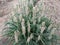 High angle shot of Muscari white magic flowers in a garden