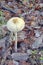 High angle shot of a mushroom among dry leaves in a forest in autumn. Close-up. Macrolepiota mastoidea.