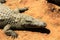 High angle shot of a Nile crocodile crawling on the ground under the sunlight at daytime