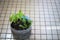 High angle shot of oregano and other herbs growing in a creative recycled plastic bottle