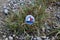 High angle shot of painted hiking stone is left on the walking path for passersby to see.