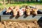 high angle shot of piglets feeding from a trough