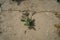 High angle shot of a plant breaking out of concrete