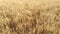 High angle shot of ripe golden barley field
