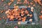 High angle shot of a sewer grate covered with autumnal leaves in a park