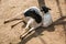 High angle shot of Somali sheep lying on the ground under the sunlight