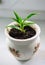 High angle shot of a sprout of grass growing in a bowl of soil