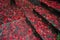 High angle shot of steps covered in rain and Japanese maple tree leaves in a park