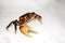 High angle shot of a terrestrial crab on a white surface