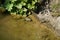 High angle shot of a toad in a dirty pond under the sunlight